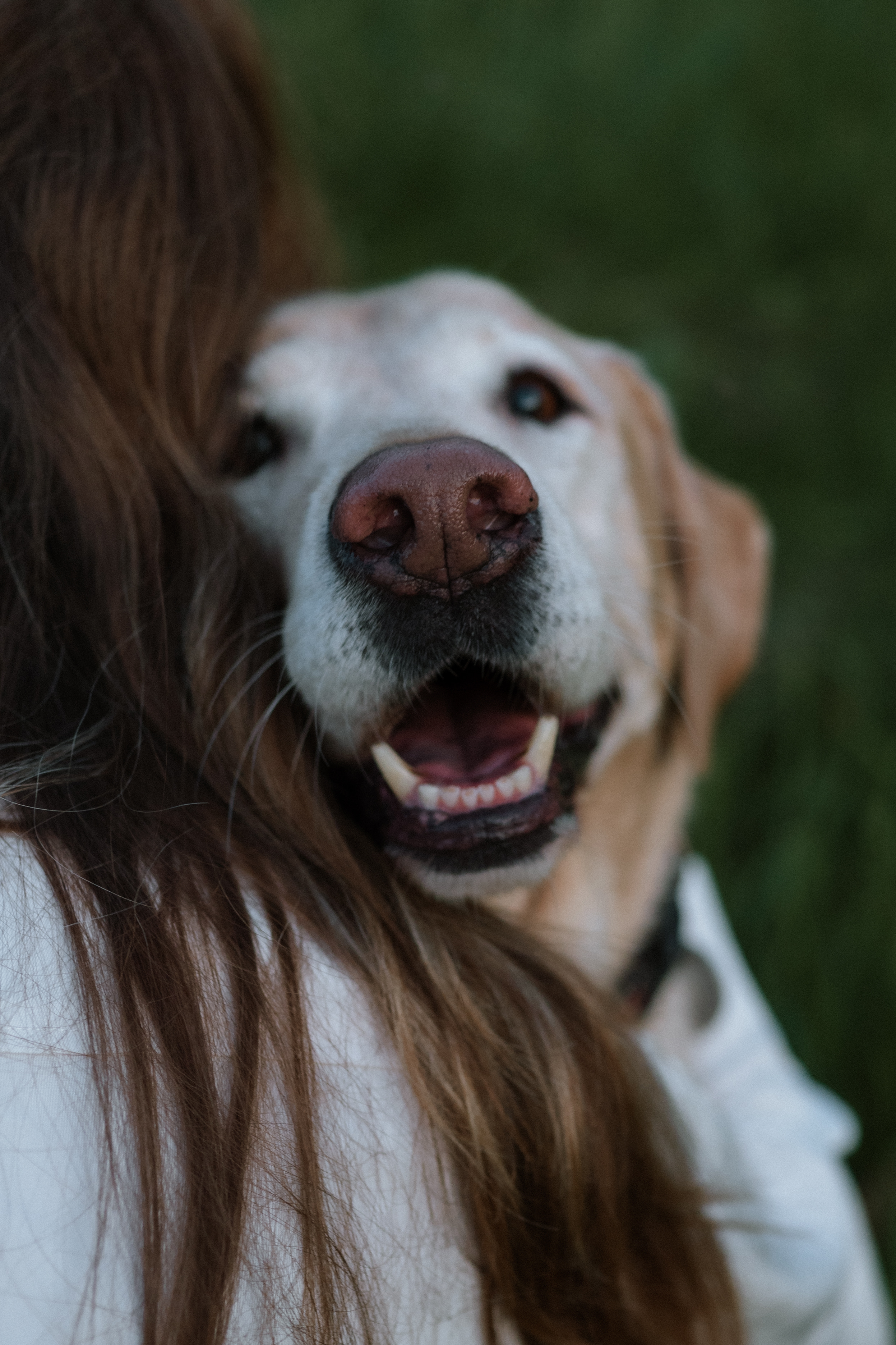 Dog resting on trainer's shoulder